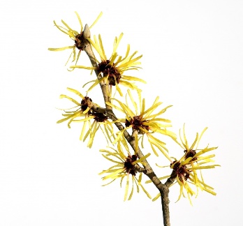 Witch hazel, as part of the tools of the